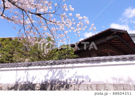 道端の桜 道端の桜 88604351