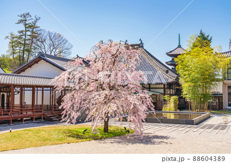 八事山興正寺の普門園、満開の桜〈愛知県名古屋市〉 88604389