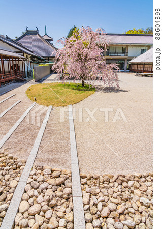 八事山興正寺の普門園、満開の桜〈愛知県名古屋市〉 88604393