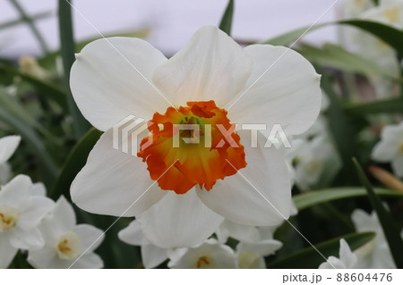 日本の早春の庭に咲くカップ咲きの水仙の花 日本の早春の庭に咲くカップ咲きの水仙の花 88604476