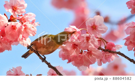 桜 さくら サクラ 88604582