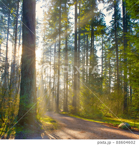 Green forest and moring sun Green forest and moring sun 88604602