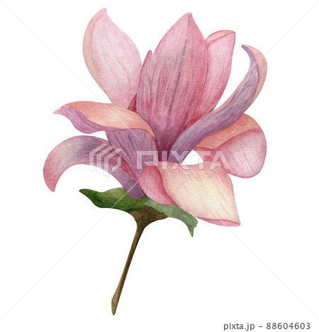 Watercolor flower magnolia pink bud with petals and stem with green leaves isolated on a white background 88604603