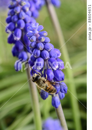 Bee pollinating a flower 88604651