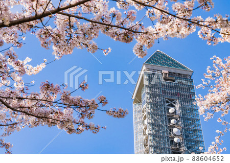 東山スカイタワー、満開の桜〈愛知県名古屋市〉 88604652