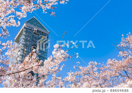 東山スカイタワー、満開の桜〈愛知県名古屋市〉 88604686