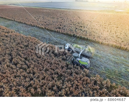 Sorghum harvest, in La Pampa, Argentina 88604687