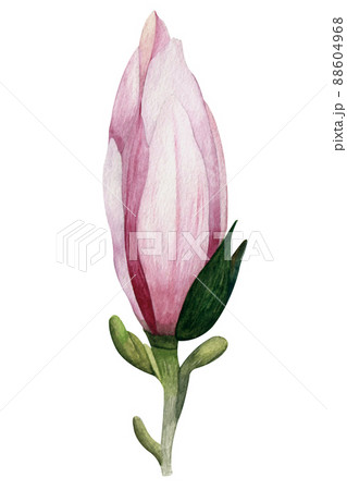 Watercolor flower magnolia pink elegant bud with petals and stem with green leaves isolated on a white background Watercolor flower magnolia pink elegant bud with petals and stem with green leaves isolated on a white background 88604968