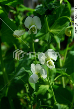 碓井豌豆の白い花 碓井豌豆の白い花 88605169