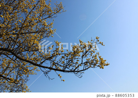 Springtime morning and the forest in a countryside surrounding Zagreb, Croatia 88605353