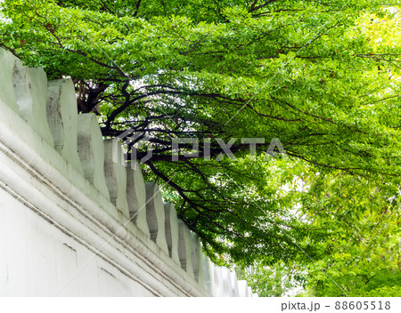 Large and tall concrete fortification wall of old town and the trees Large and tall concrete fortification wall of old town and the trees 88605518