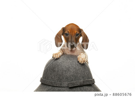 image of dog hat white background image of dog hat white background 88605676