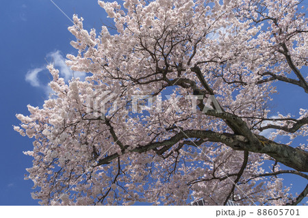 茨城県日立市　平和通りの桜 88605701