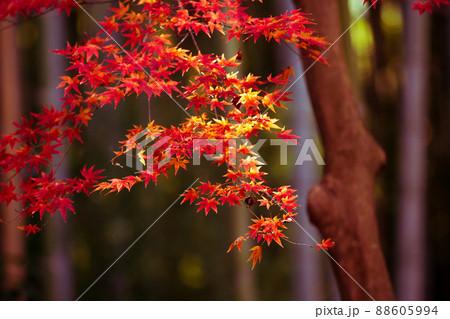 京都市西京区の地蔵院の紅葉を撮影 88605994