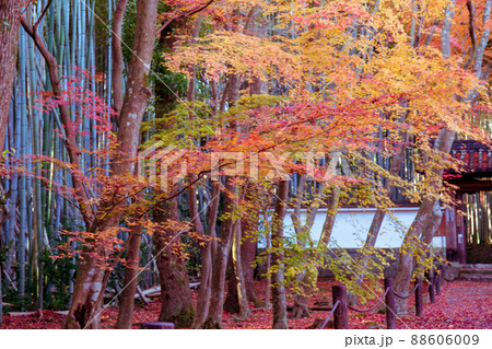 京都市西京区の地蔵院の紅葉を撮影 88606009