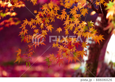 京都市西京区の地蔵院の紅葉を撮影 京都市西京区の地蔵院の紅葉を撮影 88606026