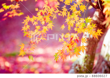 京都市西京区の地蔵院の紅葉を撮影 88606027