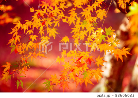 京都市西京区の地蔵院の紅葉を撮影 88606033