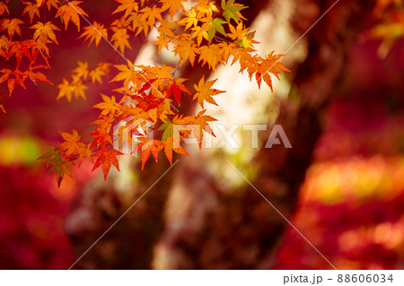 京都市西京区の地蔵院の紅葉を撮影 88606034