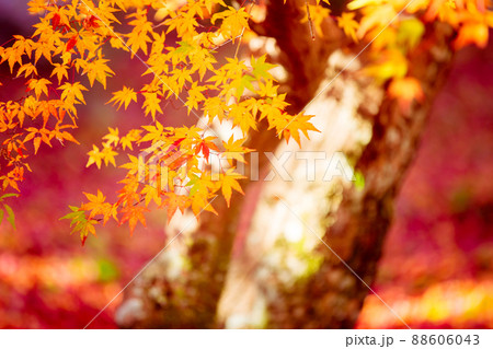 京都市西京区の地蔵院の紅葉を撮影 京都市西京区の地蔵院の紅葉を撮影 88606043