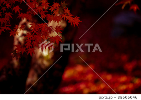 京都市西京区の地蔵院の紅葉を撮影 京都市西京区の地蔵院の紅葉を撮影 88606046