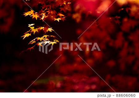 京都市西京区の地蔵院の紅葉を撮影 88606060
