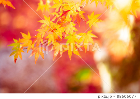 京都市西京区の地蔵院の紅葉を撮影 88606077