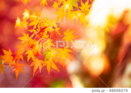 京都市西京区の地蔵院の紅葉を撮影 京都市西京区の地蔵院の紅葉を撮影 88606079