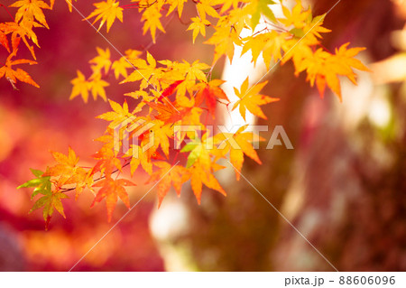 京都市西京区の地蔵院の紅葉を撮影 京都市西京区の地蔵院の紅葉を撮影 88606096