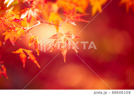 京都市西京区の地蔵院の紅葉を撮影 京都市西京区の地蔵院の紅葉を撮影 88606108