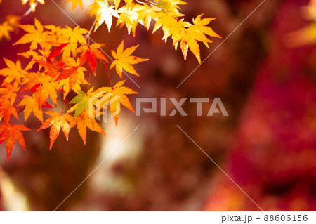 京都市西京区の地蔵院の紅葉を撮影 京都市西京区の地蔵院の紅葉を撮影 88606156