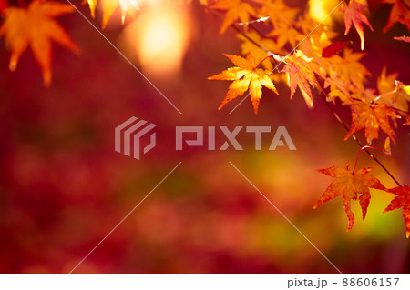 京都市西京区の地蔵院の紅葉を撮影 88606157