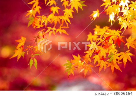 京都市西京区の地蔵院の紅葉を撮影 京都市西京区の地蔵院の紅葉を撮影 88606164