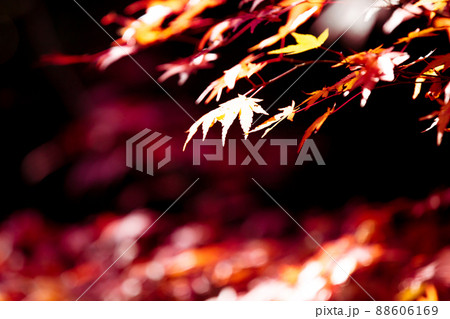 京都市西京区の地蔵院の紅葉を撮影 京都市西京区の地蔵院の紅葉を撮影 88606169