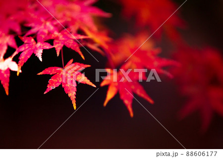 京都市西京区の地蔵院の紅葉を撮影 88606177