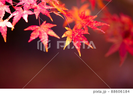 京都市西京区の地蔵院の紅葉を撮影 88606184