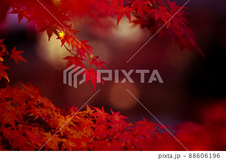 京都市西京区の地蔵院の紅葉を撮影 京都市西京区の地蔵院の紅葉を撮影 88606196