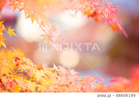 京都市西京区の地蔵院の紅葉を撮影 京都市西京区の地蔵院の紅葉を撮影 88606199