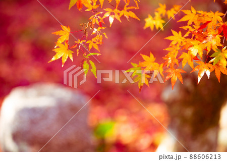 京都市西京区の地蔵院の紅葉を撮影 88606213