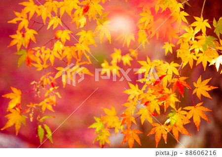 京都市西京区の地蔵院の紅葉を撮影 京都市西京区の地蔵院の紅葉を撮影 88606216