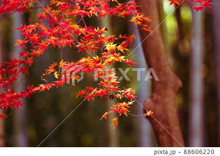 京都市西京区の地蔵院の紅葉を撮影 88606220