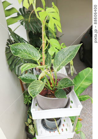 Philodendron , Philodendron birkin or bicolor plant Philodendron , Philodendron birkin or bicolor plant 88606400