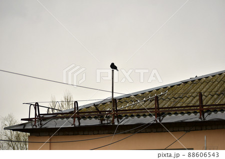 The roof of the house after the rain and the silhouette of a bird The roof of the house after the rain and the silhouette of a bird 88606543
