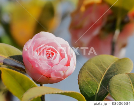乙女椿の花 88606684