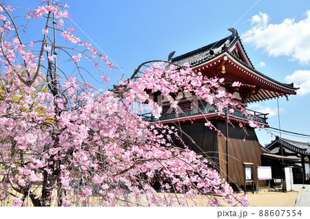 shitenno-ji temple, cherry blossom, cherry tree - Stock