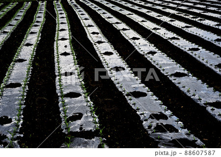 畑にうねるビニール 畑にうねるビニール 88607587