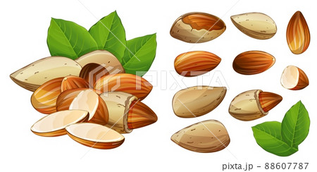 Almond whole, half, in shell and cracked seed set. Nut with leaves design element 88607787