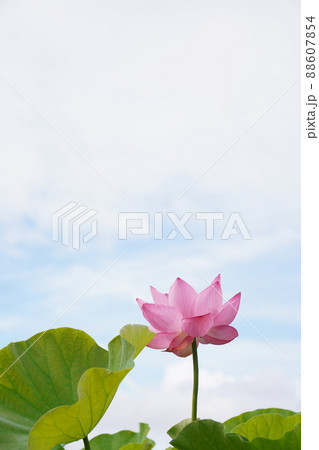 蓮 88607854
