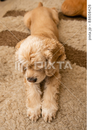 A tired dog is lying on the carpet A tired dog is lying on the carpet 88608426
