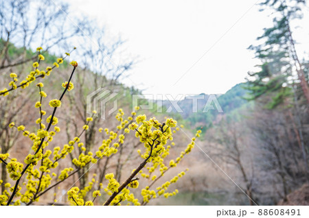 ダンコウバイの黄色い花 ダンコウバイの黄色い花 88608491